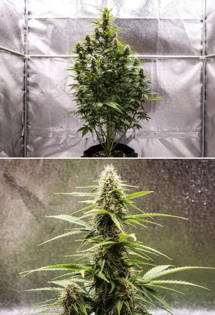 Atlas F1 Grow Report: Woche 7, reife Buds Atlas F1 Cannabispflanze wächst in einem Stofftopf während Woche 7 des Grow Reports, mit ausgereifter Bud-Entwicklung, harzigen Blüten, orangefarbenen Blütenstempeln und einer hohen zentralen Cola.