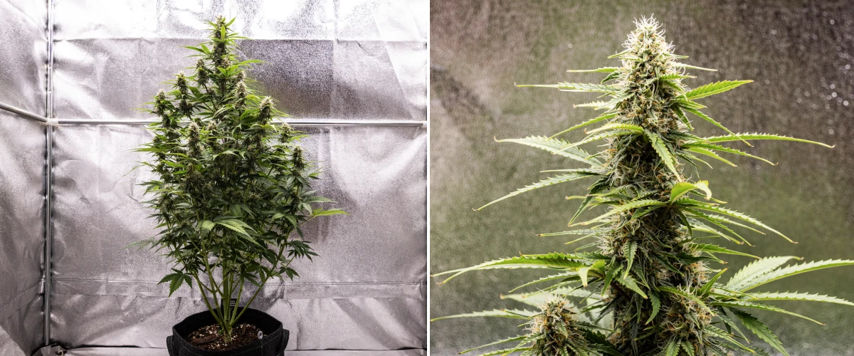 Atlas F1 Grow Report: Woche 7, reife Buds Atlas F1 Cannabispflanze wächst in einem Stofftopf während Woche 7 des Grow Reports, mit ausgereifter Bud-Entwicklung, harzigen Blüten, orangefarbenen Blütenstempeln und einer hohen zentralen Cola.