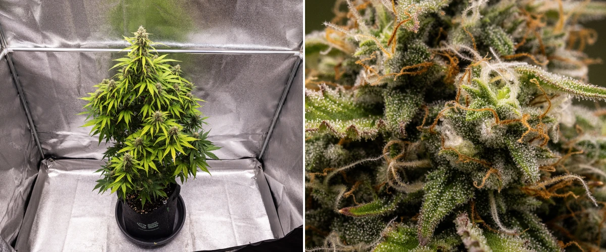 Atlas F1 Grow Report: Woche 8, erntereife Buds Atlas F1 Cannabispflanze wächst in einem Stofftopf während Woche 8 des Grow Reports, mit frostigen reifen Buds, dichter Trichombedeckung, orangefarbenen Blütenstempeln und erntereifem Blütenwachstum.