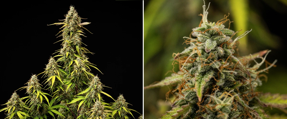 Atlas F1 Grow Report: Woche 9, finale Reifung Atlas F1 Cannabispflanze während Woche 9 des Grow Reports, mit vollständig ausgereiften Buds, dichter Trichombedeckung, orangefarbenen Blütenstempeln, verblassenden Blättern und reifem Blütenwachstum.