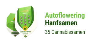 autoflowering-cannabis-hanfsamen
