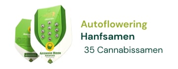 autoflowering-cannabis-hanfsamen