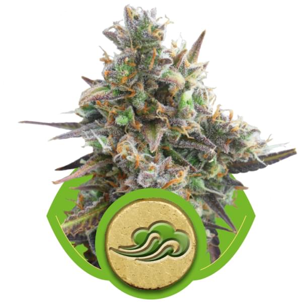Royal Bluematic Autoflowering Hanfsamen Royal Bluematic Autoflowering Hanfsamen