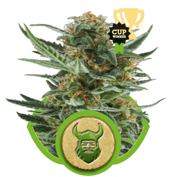 Royal Dwarf Autoflowering Hanfsamen Royal Dwarf Autoflowering Hanfsamen