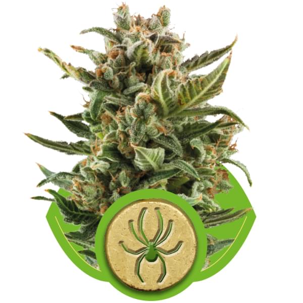 White Widow Automatic Autoflowering Hanfsamen White Widow Automatic Autoflowering Hanfsamen