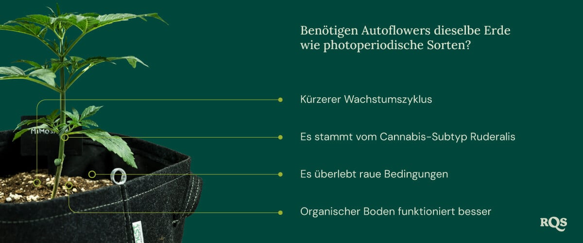 Auto vs photoperiod soil