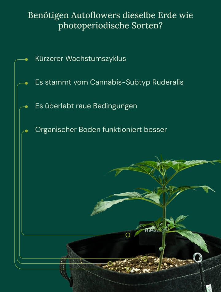 Auto vs photoperiod soil