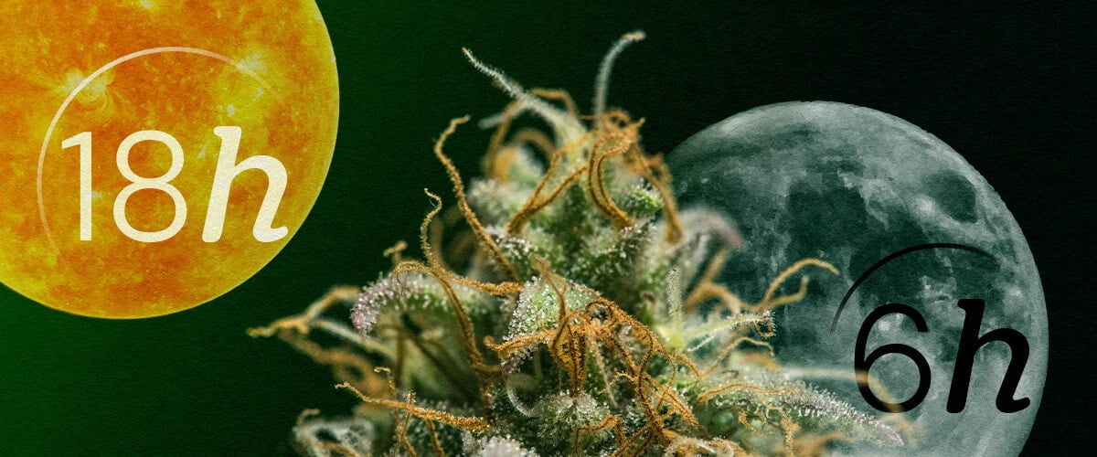Autoflower vs. Photoperiod: Die Lichtzyklen von Cannabis Verstehen Autoflower vs. Photoperiod Lichtzyklen für Anfänger: Verstehen Sie den Hauptunterschied im Lichtbedarf für vegetative und Blütephasen. Sehen Sie die 18/6- und 12/12-Zeitpläne visuell erklärt.