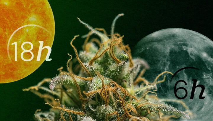 Autoflower vs. Photoperiod: Die Lichtzyklen von Cannabis Verstehen Autoflower vs. Photoperiod Lichtzyklen für Anfänger: Verstehen Sie den Hauptunterschied im Lichtbedarf für vegetative und Blütephasen. Sehen Sie die 18/6- und 12/12-Zeitpläne visuell erklärt.