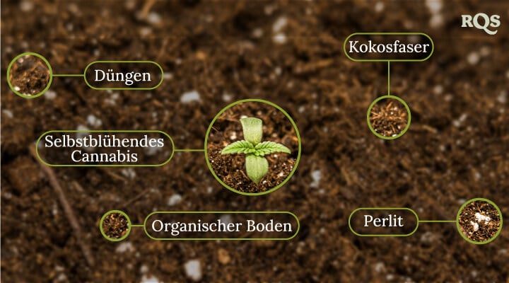 Autoflowering cannabis soil