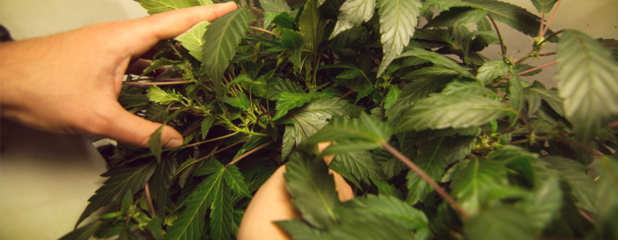 Biegezweige Cannabis Pflanze Stretching