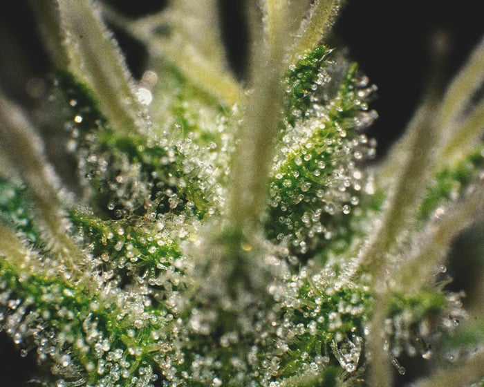 Anatomie der Marihuana-Buds