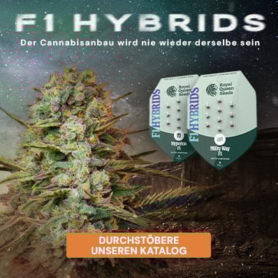 Buy F1 Hybrids