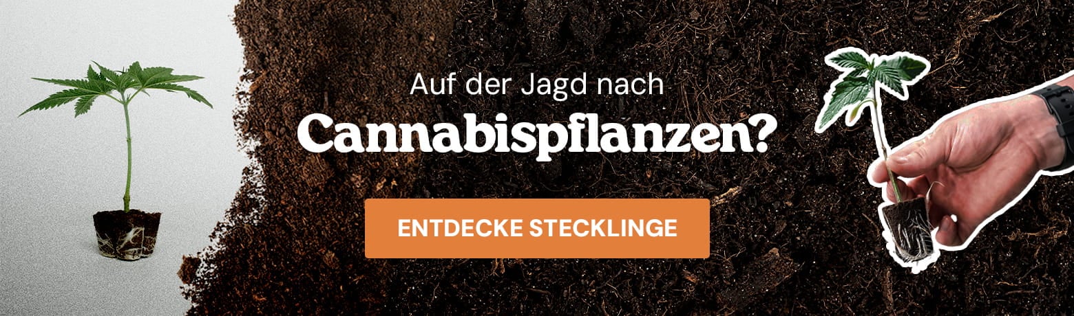 Royal Queen Seeds Cannabis-Stecklinge Banner