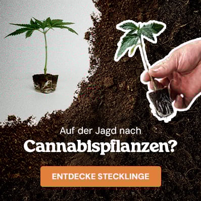 RQS Cannabis-Stecklinge Royal Queen Seeds Cannabis-Stecklinge Banner