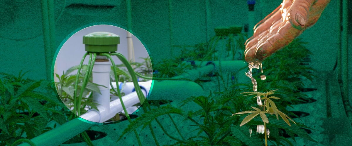 Cannabis-Growzelt-Bewässerung: Grundlegende Methoden Visualisiert Grundlegende Bewässerungsoptionen für Cannabis-Growzelte: Sehen Sie Beispiele für manuelle Bewässerung, Top-Feeding-Systeme und Tropfbewässerungsmethoden für Ihren Indoor-Cannabisgarten.