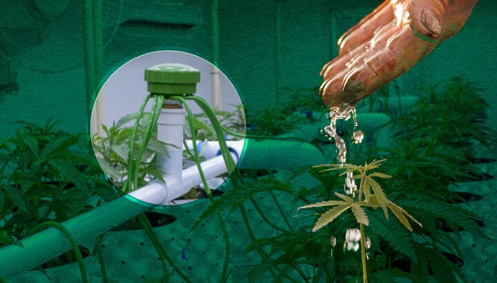 Cannabis-Growzelt-Bewässerung: Grundlegende Methoden Visualisiert Grundlegende Bewässerungsoptionen für Cannabis-Growzelte: Sehen Sie Beispiele für manuelle Bewässerung, Top-Feeding-Systeme und Tropfbewässerungsmethoden für Ihren Indoor-Cannabisgarten.