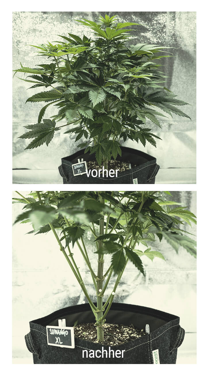 Lollipopping Cannabis Plant 