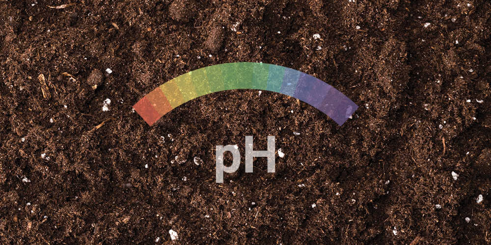 pH-Wert pH-Wert