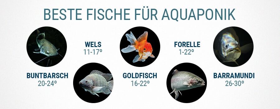 Bester Fisch für Aquaponics und Cannabis