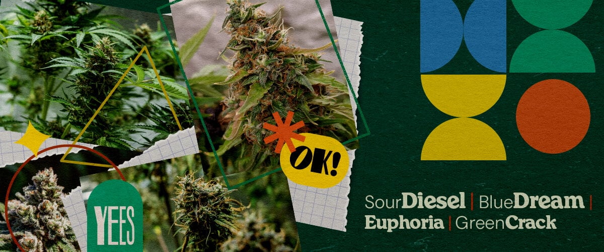 Ein lebendiges Collagenbild mit verschiedenen Cannabissorten wie Sour Diesel, Blue Dream, Euphoria und Green Crack, dargestellt mit üppigen grünen Blüten, auf einem farbenfrohen grünen Hintergrund mit geometrischen Formen und dem Wort 