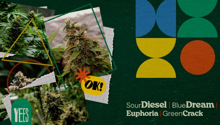 Ein lebendiges Collagenbild mit verschiedenen Cannabissorten wie Sour Diesel, Blue Dream, Euphoria und Green Crack, dargestellt mit üppigen grünen Blüten, auf einem farbenfrohen grünen Hintergrund mit geometrischen Formen und dem Wort 