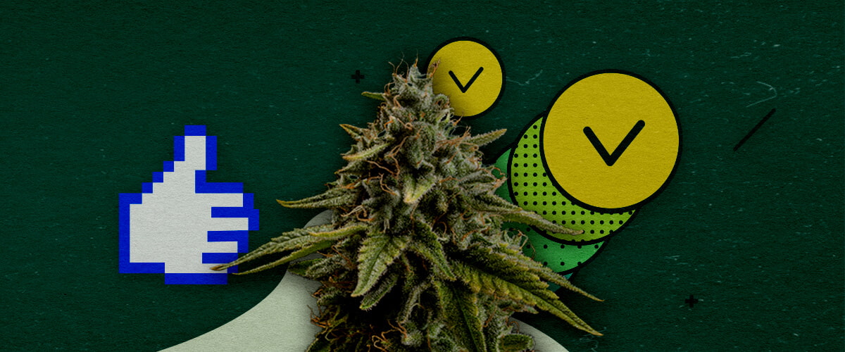 Beste Trainingsmethoden zur Maximierung der Cannabiserträge Ein Cannabisknospe mit einem pixeligen Daumen-hoch-Symbol und zwei Kreisen mit Häkchen, die genehmigte Trainingsmethoden zur Maximierung des Ertrags symbolisieren, auf einem grünen Hintergrund.