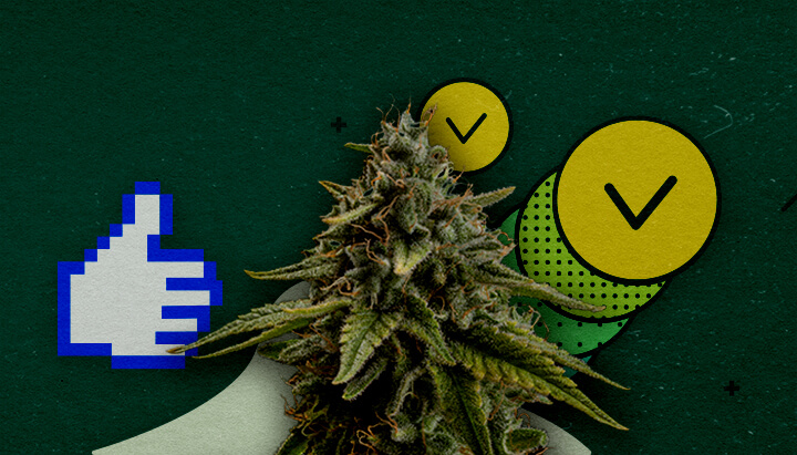 Beste Trainingsmethoden zur Maximierung der Cannabiserträge Ein Cannabisknospe mit einem pixeligen Daumen-hoch-Symbol und zwei Kreisen mit Häkchen, die genehmigte Trainingsmethoden zur Maximierung des Ertrags symbolisieren, auf einem grünen Hintergrund.