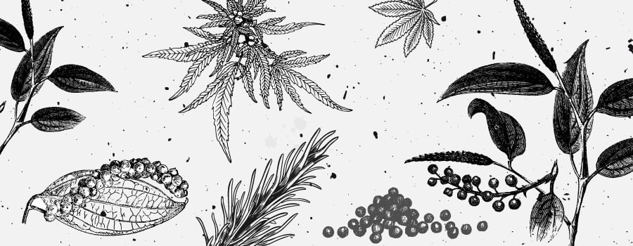 Caryophyllen Cannabis Terpene