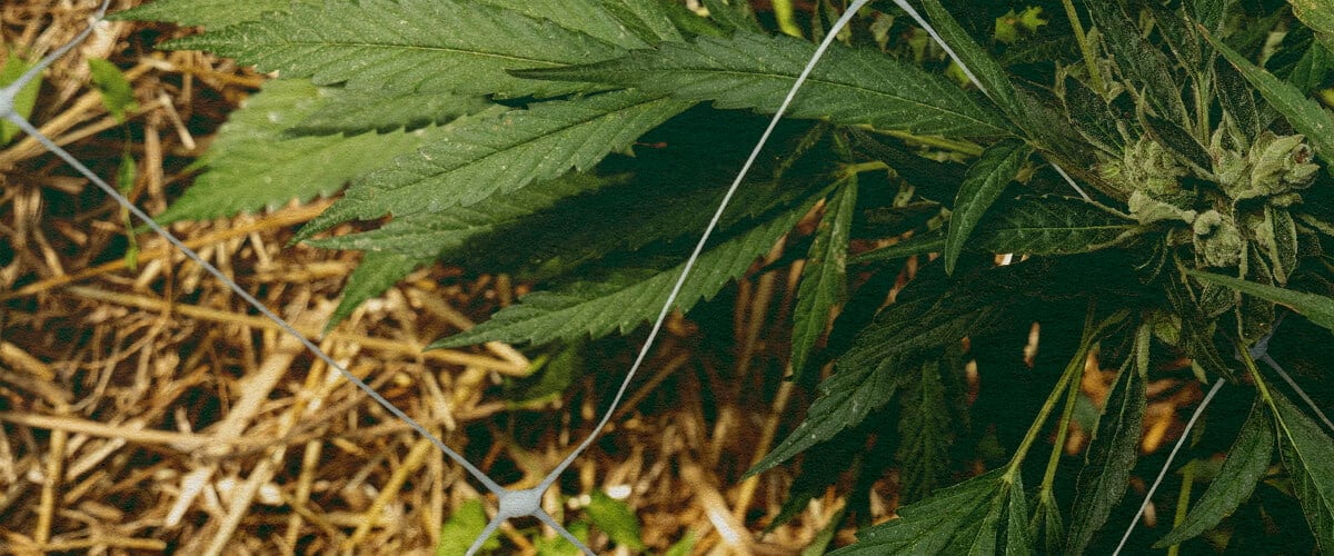 Bessere Isolation: Mulch für Cannabis Cannabispflanze mit Mulch und Netz, zeigt Bodensisolation zur Temperaturregelung und Wasserrückhalt, ideal für Effizienztipps beim Cannabisanbau.