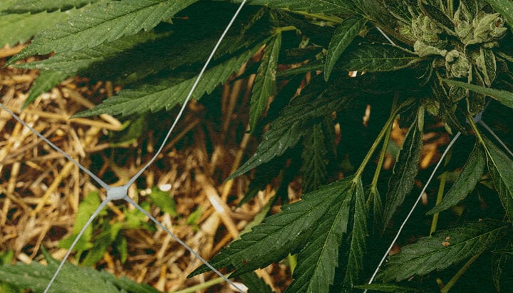 Bessere Isolation: Mulch für Cannabis Cannabispflanze mit Mulch und Netz, zeigt Bodensisolation zur Temperaturregelung und Wasserrückhalt, ideal für Effizienztipps beim Cannabisanbau.