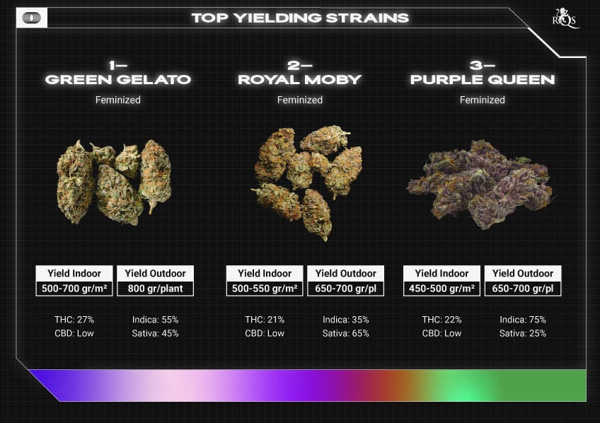 Top RQS Bigger Yield Strains