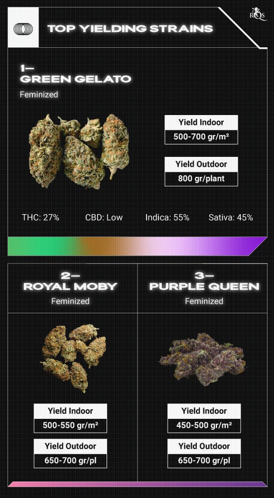 Top RQS Bigger Yield Strains