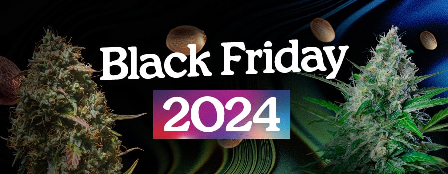 Royal Queen Seeds Black Friday 2024 Royal Queen Seeds Black Friday 2024