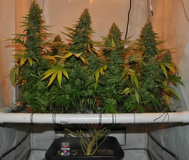 Amnesia Haze gewachsen mit dem Screen Of Green Method Scrog Amnesia Haze gewachsen mit dem Screen Of Green Method Scrog