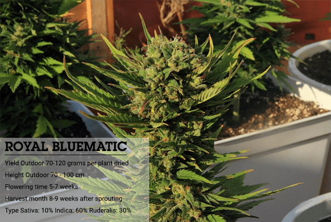 Indica oder sativa