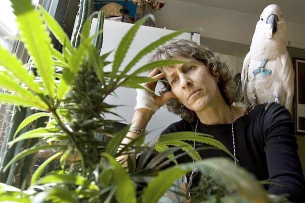 Cannabis für medizinische Zwecke Cannabis für medizinische Zwecke