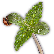 Cannabis Leaves