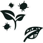 Cannabis Fertilisers