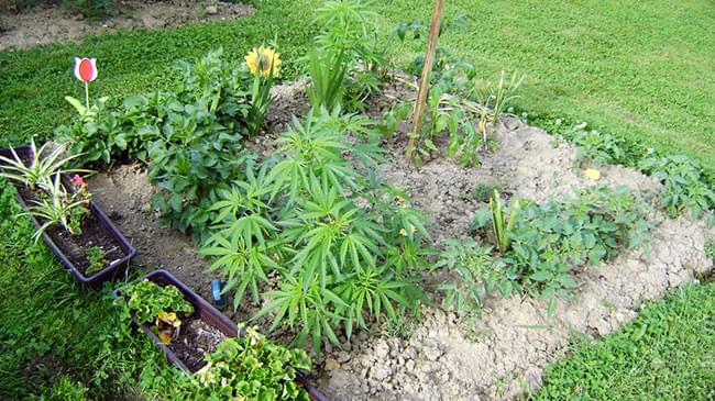 TARNMETHODEN cannabis