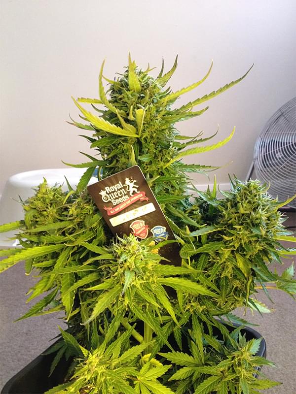 Creamatic cannabis autoflowering Creamatic cannabis autoflowering