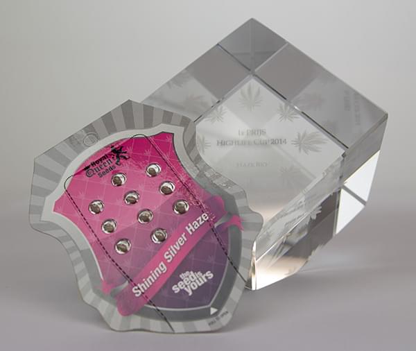 Shining Silver Haze Cup Winning cannabis Bud High Life Cannabis Cup 2014 Haze Bio 1th Prize