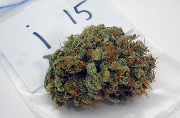 Shining Silver Haze Cup Winning cannabis Bud Shining Silver Haze Cup Winning cannabis Bud