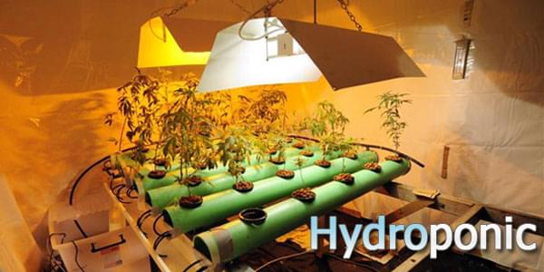 Leitfaden für den Anbau von Cannabis auf Hydrokultur
