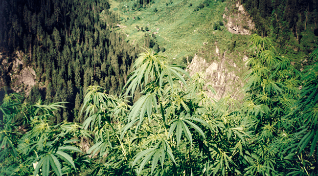 Cannabis UV-Licht