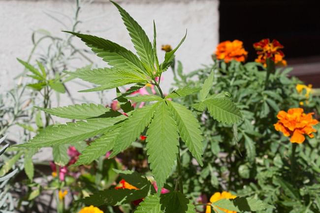 cannabis Garten