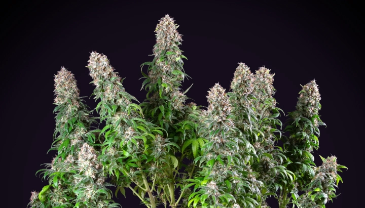 Blue Mystic: kompakte Indoor-Cannabissorte Blue Mystic Cannabispflanze mit dichten harzigen Colas, kompaktem Blütenwachstum, grünem Laub und dunklem Studiohintergrund.