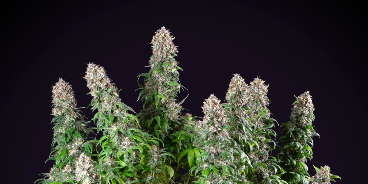 Blue Mystic: kompakte Indoor-Cannabissorte Blue Mystic Cannabispflanze mit dichten harzigen Colas, kompaktem Blütenwachstum, grünem Laub und dunklem Studiohintergrund.