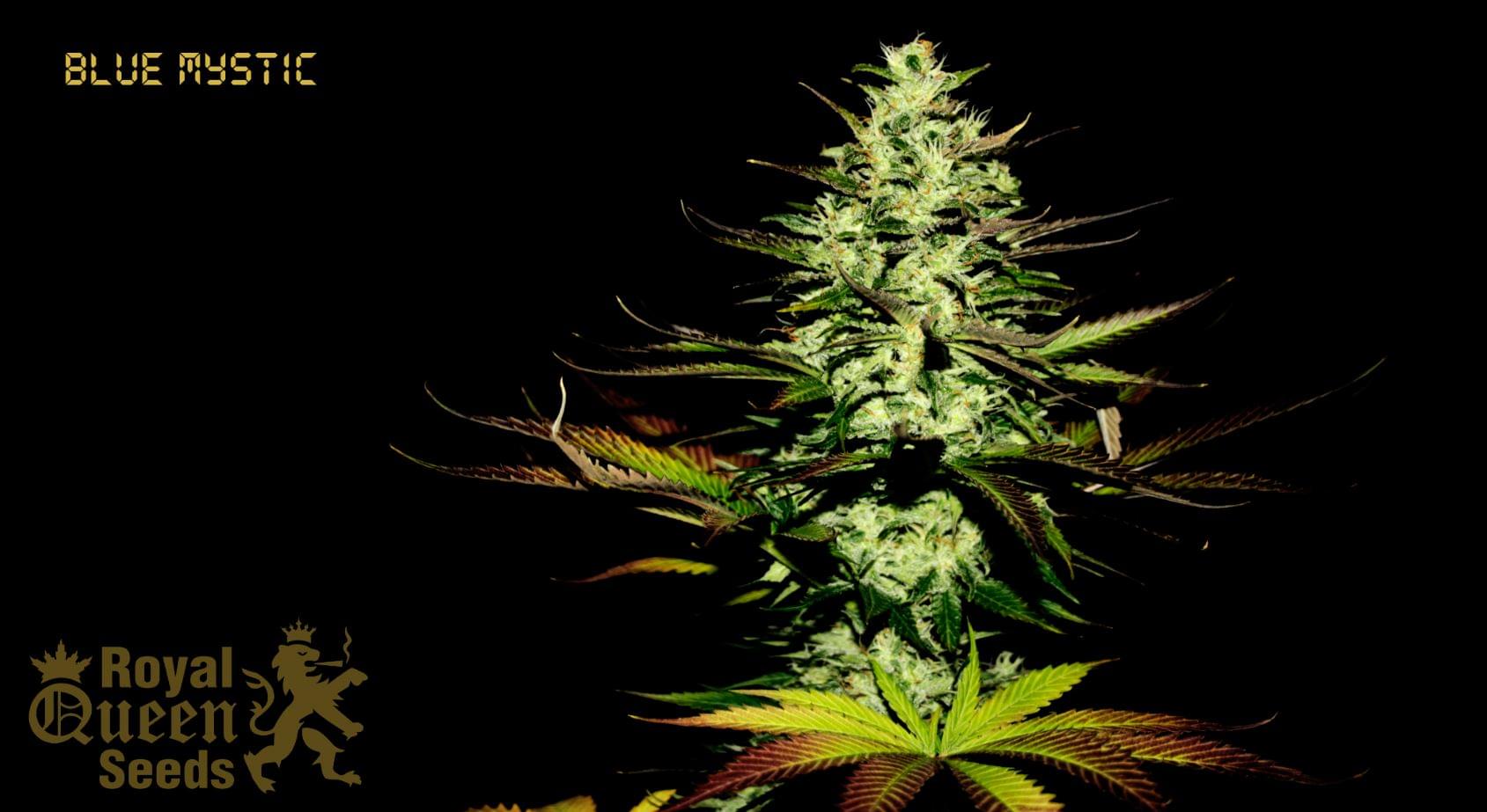 Blue Mystic Feminisierte Cannabissamen