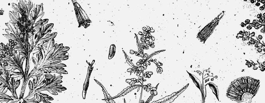 Borneol Cannabis Terpene